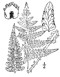 drawing of dryopteris marginalis plant parts
